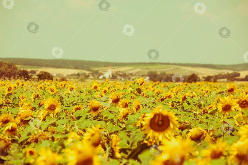 Скачать Поле подсолнухов фотосток Ozero