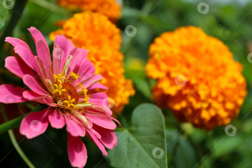 Скачать Красивые цветы в летний день фотосток Ozero