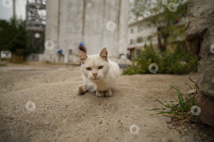 Скачать Кот фотосток Ozero