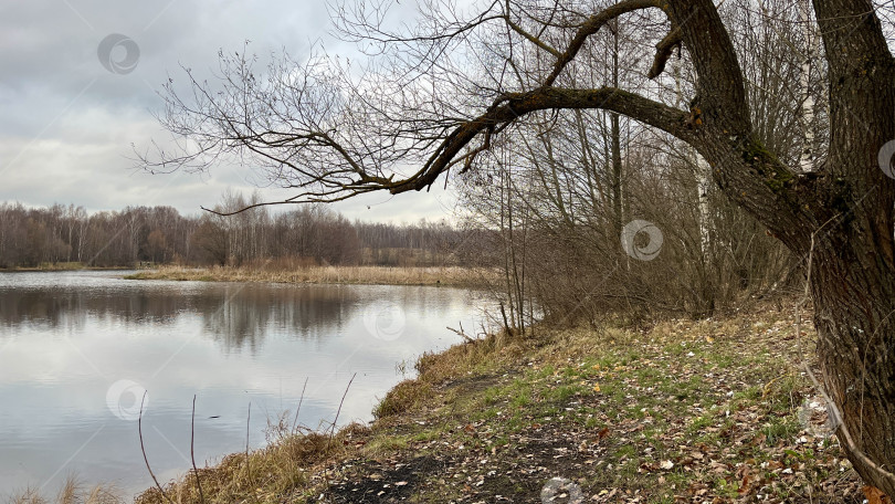 Скачать ветка дерева склонилась над спокойной водной гладью озера осенний пейзаж фотосток Ozero