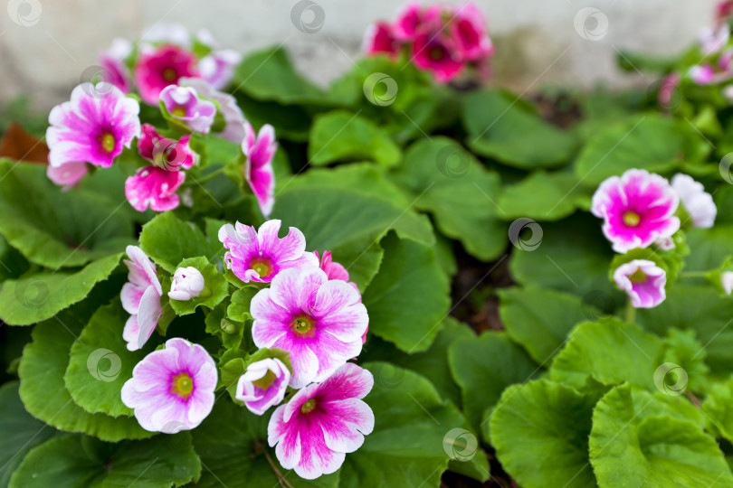 Скачать Розовая примула - Primula obconica фотосток Ozero