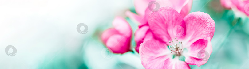 Скачать Цветущие розовые ветви яблони весной фотосток Ozero