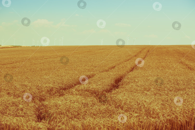 Скачать Поле спелых злаков фотосток Ozero