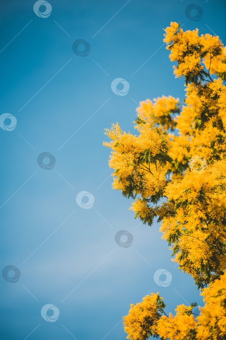 Скачать Желтое цветение мимозы весной фотосток Ozero