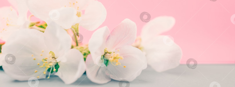 Скачать Яблоневые цветы на размытом цветном фоне фотосток Ozero