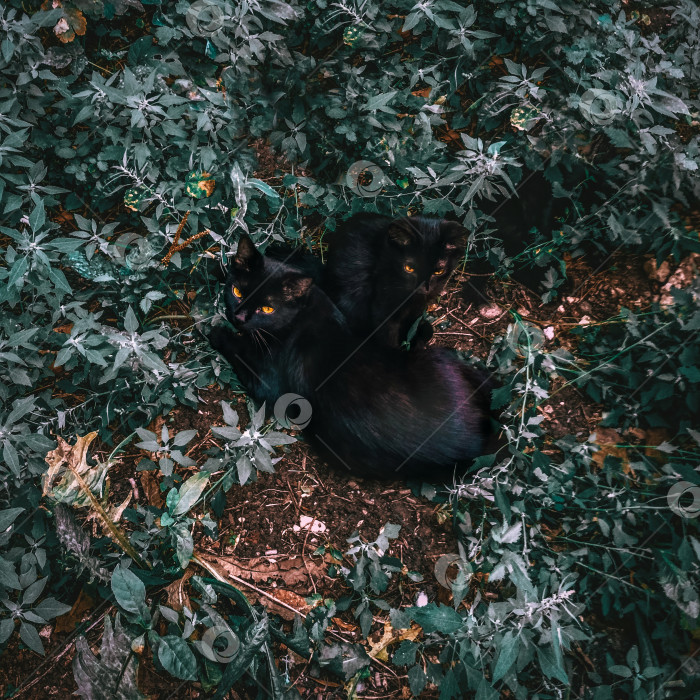 Скачать Две пары черных кошек животное трава природа летний вечер ночь фото фотосток Ozero