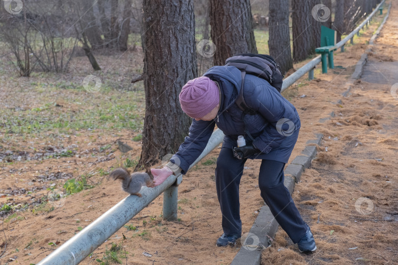 Скачать Осенью в старом городском парке пожилая женщина с рюкзаком за плечами кормит с руки маленькую симпатичную белочку. фотосток Ozero