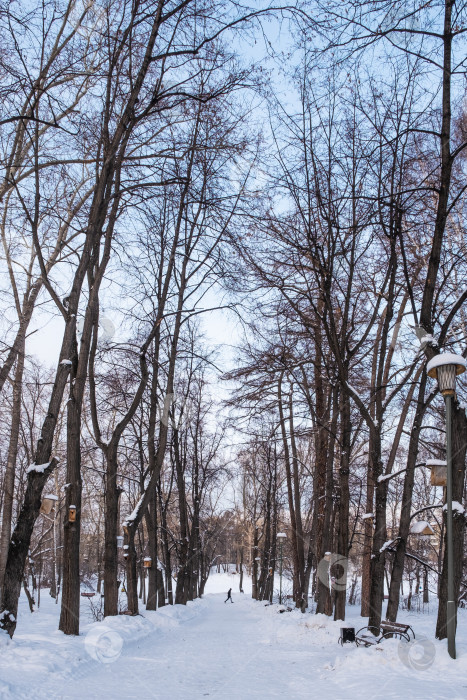 Скачать Зимний городской пейзаж. Заснеженная аллея старого парка фотосток Ozero