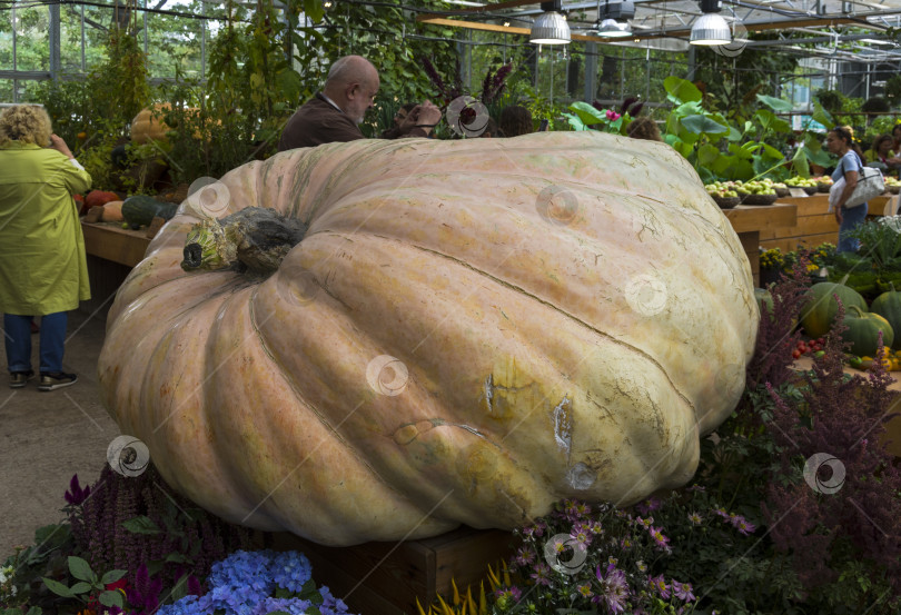 Скачать Тыква (Cucurbita maxima). фотосток Ozero