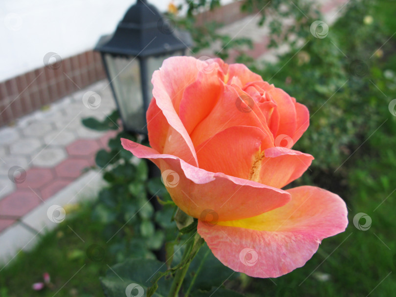 Скачать Розовое цветочное растение в саду фото фотосток Ozero