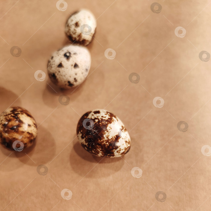 Скачать Перепелиные яйца диетическое питание для птиц кухонное ремесло фон макросъемка фотосток Ozero