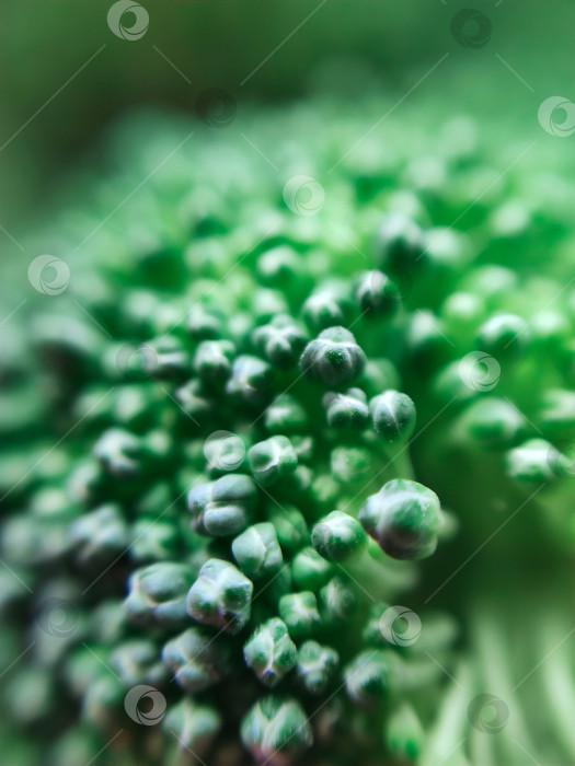 Скачать Свежая зеленая брокколи капуста овощная еда макро фото текстура фона фотосток Ozero