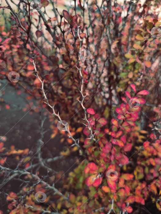 Скачать Осенний красно-желтый куст барбариса берберис ветка кустарника ягодное растение природа крупным планом фон для макросъемки фотосток Ozero