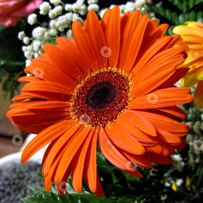Скачать Фото композиция букета из цветущих растений герберы фотосток Ozero