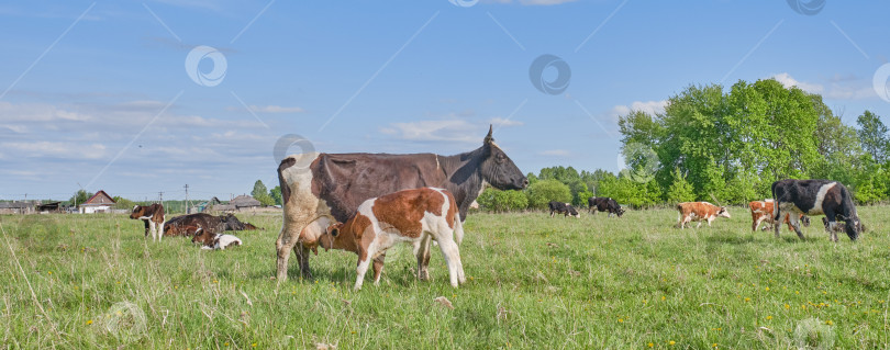 Скачать Теленок сосет молоко из соска коровьего вымени. фотосток Ozero