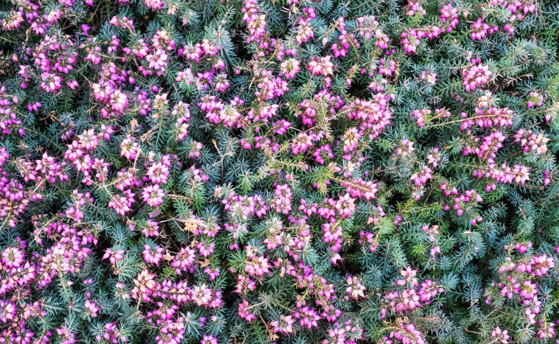 Скачать Цветущий вереск. Erica gracilis. фотосток Ozero