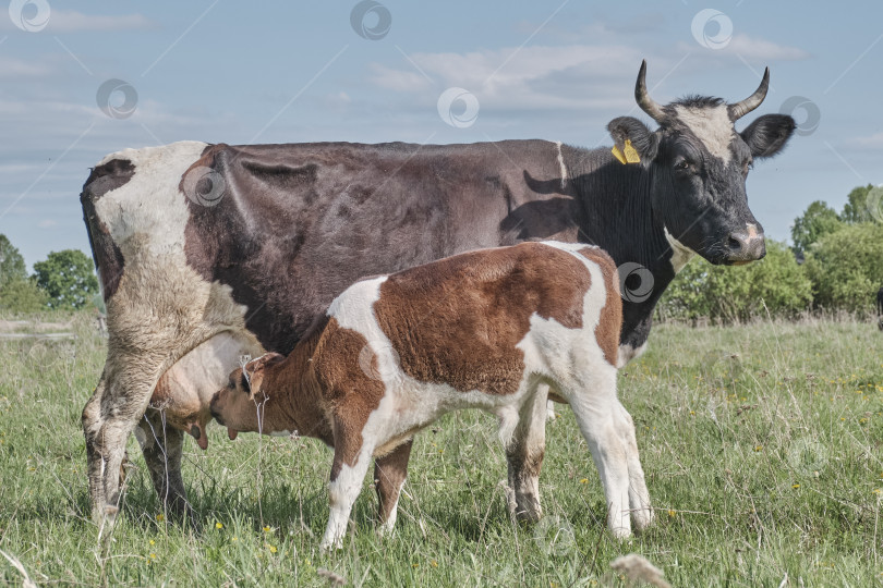 Скачать Теленок сосет молоко из соска коровьего вымени. фотосток Ozero