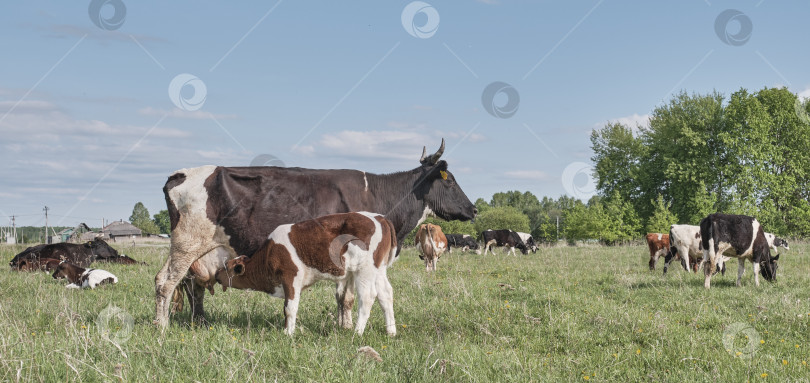 Скачать Теленок сосет молоко из соска коровьего вымени на пастбище. фотосток Ozero