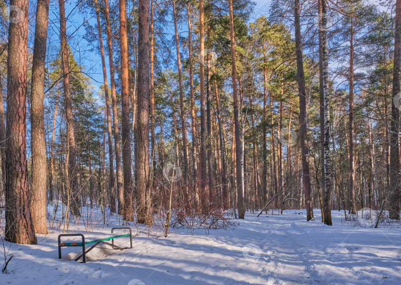 Скачать Красивый зимний пейзаж. Заснеженная дорога, следы на снегу, скамейка в сосновом лесу в солнечный день. фотосток Ozero