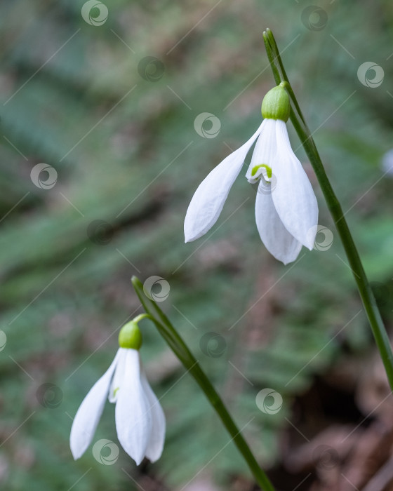 Скачать Galanthus nivalis, белый бутон подснежника. фотосток Ozero