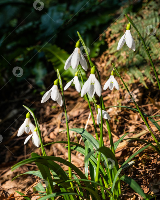 Скачать Galanthus nivalis, белые подснежники. фотосток Ozero