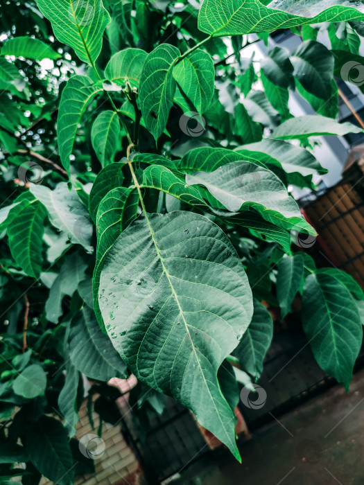 Скачать Зеленый корилус орешник дерево кустарник растение ветка лист после дождя природа крупным планом макро фон для фото фотосток Ozero