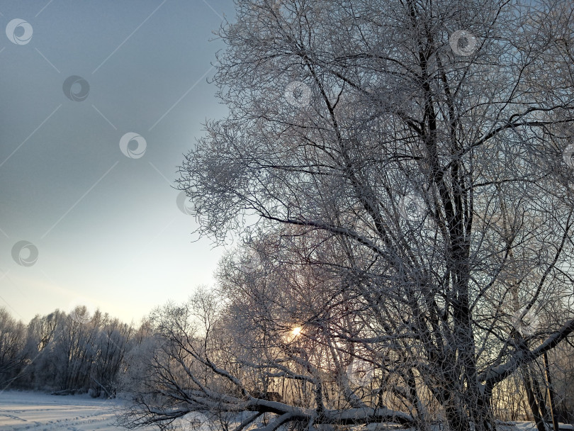 Скачать Прогулка в лесу (парке) после сильного снегопада. Деревья, покрытые снегом. фотосток Ozero