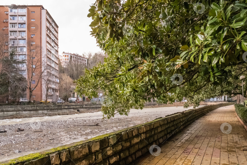 Скачать Хоста, курорт на черноморском побережье Кавказа, микрорайон города Сочи. Набережная горной реки Хоста. Вечнозеленая магнолия фотосток Ozero