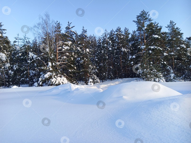 Скачать Прогулка в лесу (парке) после сильного снегопада. Деревья, покрытые снегом. фотосток Ozero