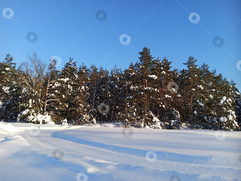 Скачать Прогулка в лесу (парке) после сильного снегопада. Деревья, покрытые снегом. фотосток Ozero