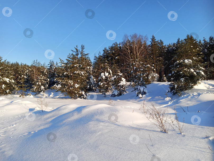 Скачать Прогулка в лесу (парке) после сильного снегопада. Деревья, покрытые снегом. фотосток Ozero