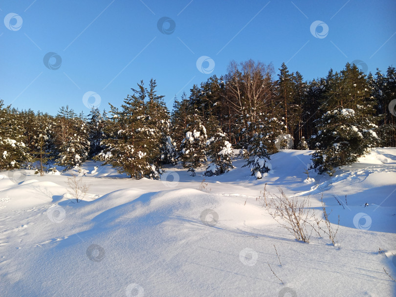 Скачать Прогулка в лесу (парке) после сильного снегопада. Деревья, покрытые снегом. фотосток Ozero