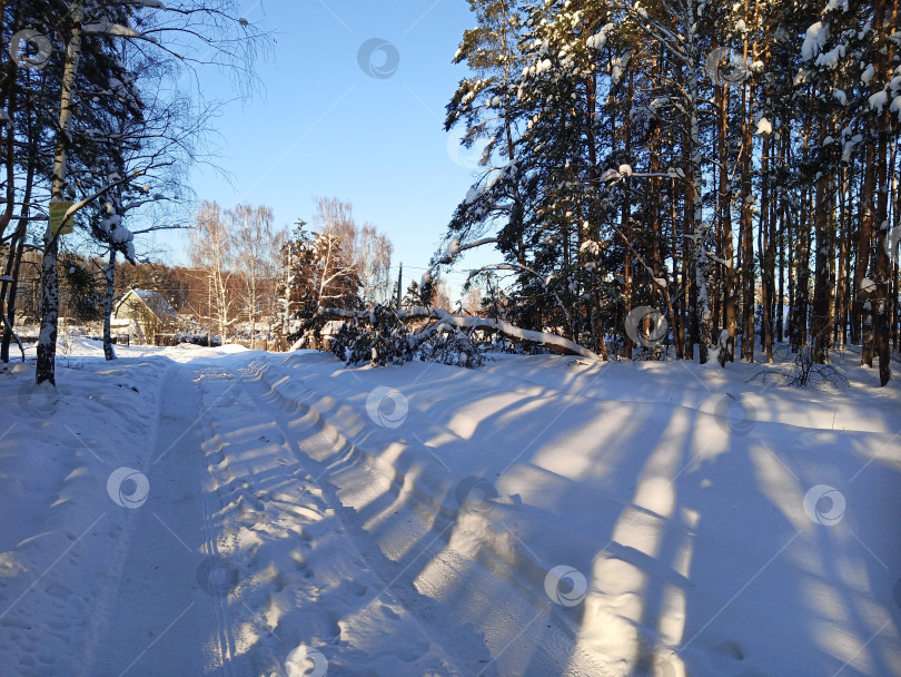 Скачать Прогулка в лесу (парке) после сильного снегопада. Деревья, покрытые снегом. фотосток Ozero