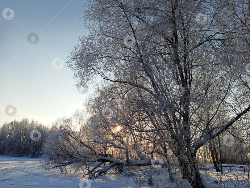 Скачать Прогулка в лесу (парке) после сильного снегопада. Деревья, покрытые снегом. фотосток Ozero