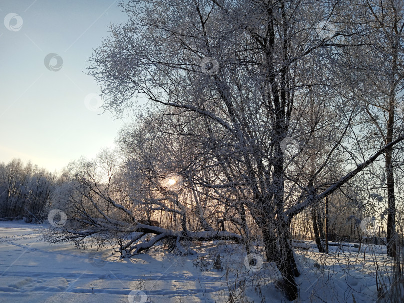 Скачать Прогулка в лесу (парке) после сильного снегопада. Деревья, покрытые снегом. фотосток Ozero