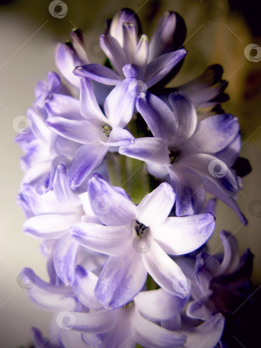 Скачать Фиолетовый цветок фиалки гиацинт природа макросъемка фотосток Ozero