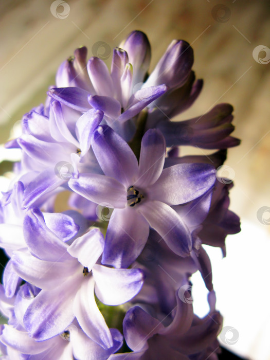 Скачать Фиолетовый цветок фиалки гиацинт природа макросъемка фотосток Ozero