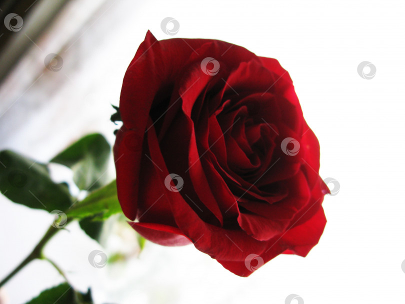 Скачать Красивая макросъемка природы с цветком красной розы фотосток Ozero