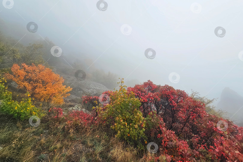 Скачать Затуманенный вид на гору. фотосток Ozero