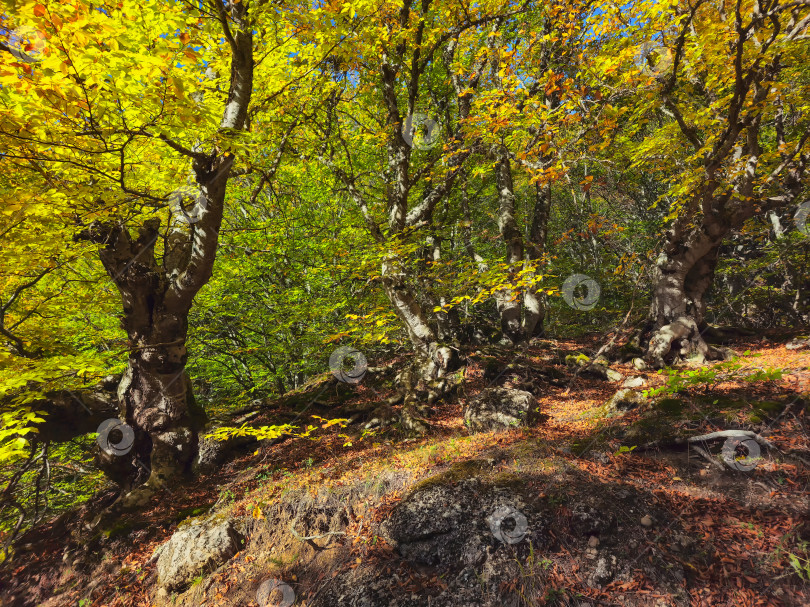 Скачать Природный парк Демерджи, буковые леса. Солнечный осенний пейзаж. фотосток Ozero