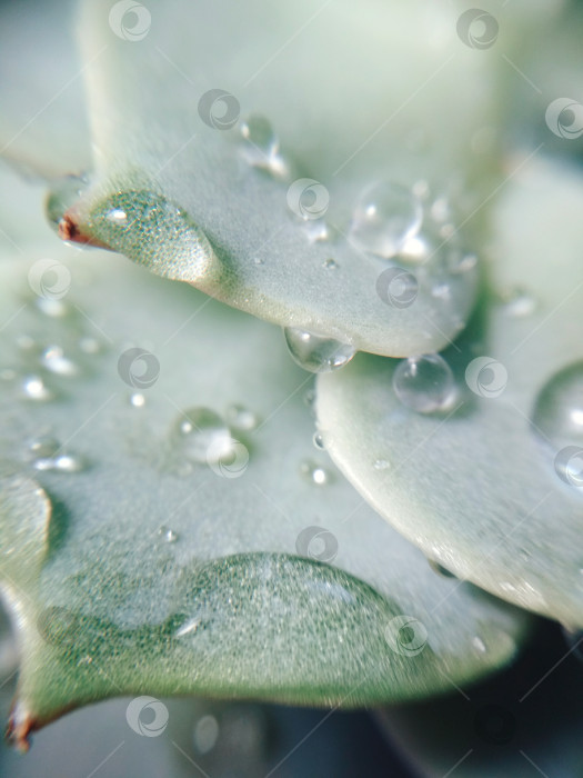 Скачать Суккулентная эхеверия граптопеталум цветок кактуса каменная роза макро-фото растения фотосток Ozero