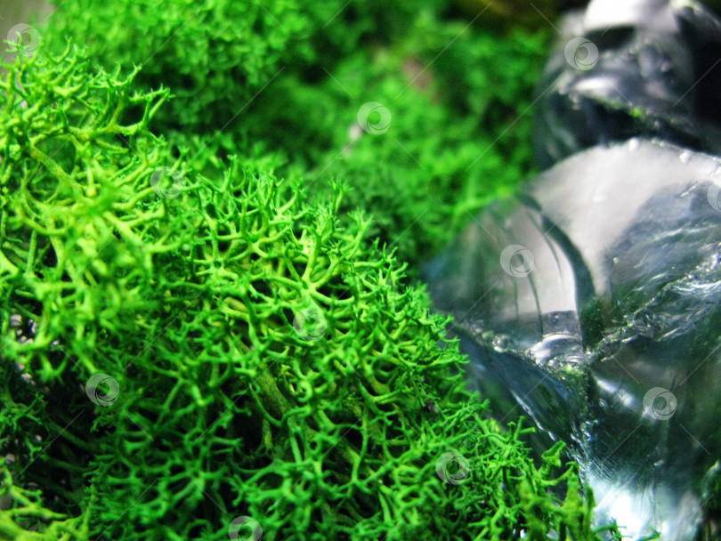 Скачать Зеленое моховое растение природа синий фрагмент стеклянного камня макросъемка фотосток Ozero