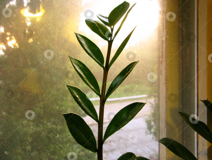 Скачать Замиокулькас замиофолия домашнее растение цветочный лист на оконном стекле сухие капли дождя солнечный свет фоновое фото фотосток Ozero