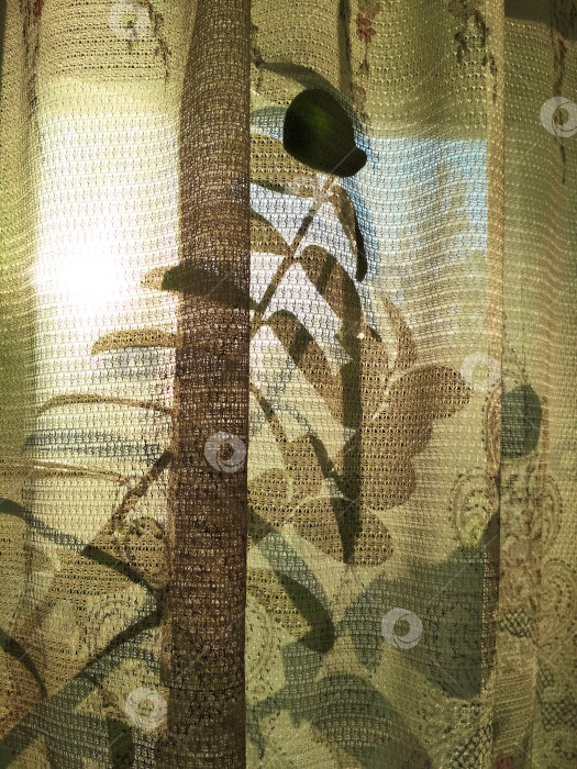 Скачать Замиокулькас замиофолия домашнее растение цветок лист окно тюль тень закат солнце фоновое фото фотосток Ozero
