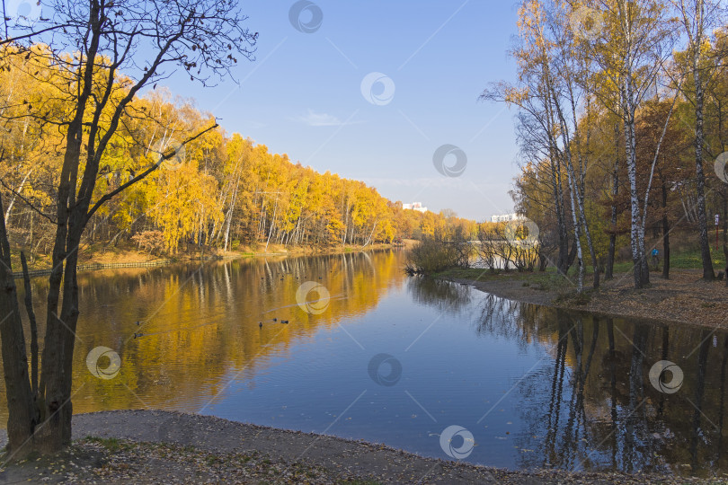 Скачать Пожелтевшие деревья на берегу пруда. Октябрь. фотосток Ozero