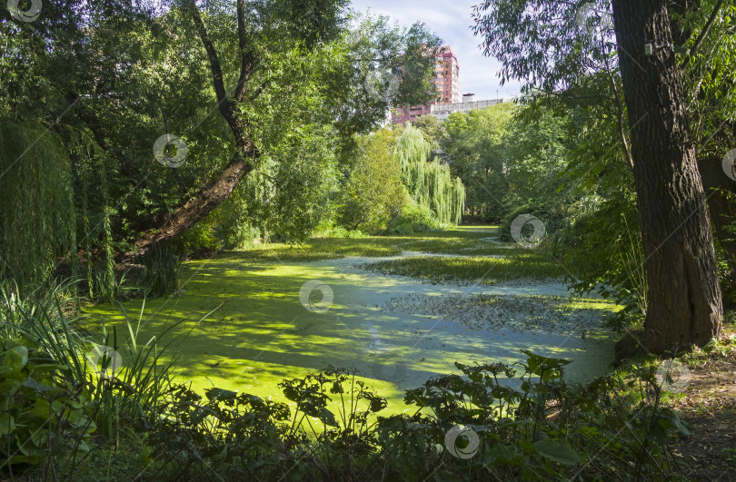 Скачать Старый заросший пруд в парке фотосток Ozero