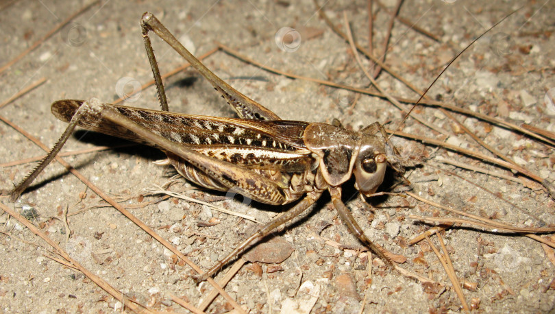 Скачать Кузнечик саранча насекомое животное ночное макросъемка фотосток Ozero
