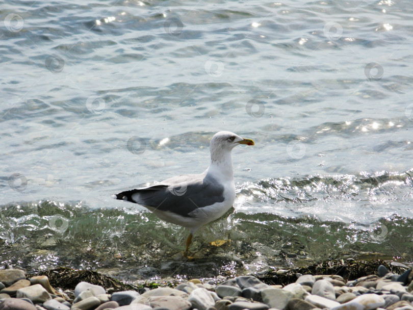 Скачать Чайка птица животное прогуливающееся по морскому берегу фотосток Ozero