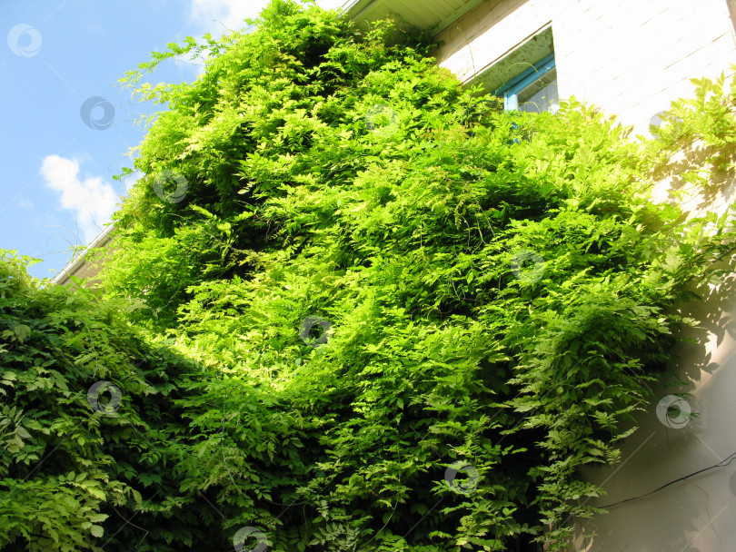 Скачать Зеленое дерево, ветка растения, природа на фото дома фотосток Ozero