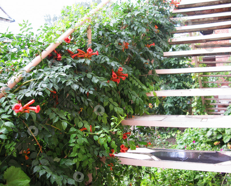 Скачать Красивые красные цветы в саду фото фотосток Ozero